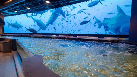 Shark and Ray Touch Pool .